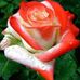 Najma Syed - Facebook
