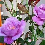 Najma Syed - @najmasyed32 - Instagram
