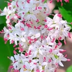 Najum Uddin - Facebook