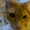 cats - @nakiaroberts83 - TikTok