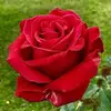 nakiawyatt281 - @nakiawyatt281 - TikTok