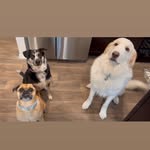 Milo 🐶 Nala 🐶 Sullivan 🐶 - @thethreebestfurrrends - Instagram