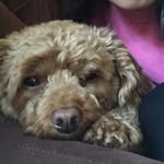 nala sullivan - @nalasully - Instagram