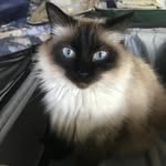 Nala Sullivan Dremann - @nalaragdollcat - Instagram