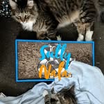 SULLIVAN & NALA - @sullivannala - Instagram