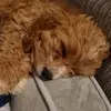 Nala - @nala_wright01 - TikTok