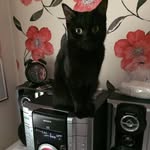 Nala "not" Wright - @darkwhiskas - Instagram