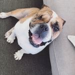 Nala Wright - @nalatheoneeyedbulldog - Instagram