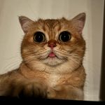 Nala Wright - @tongueout.cat - Instagram