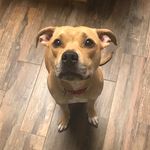 Nala Wright - @_nalabear_5 - Instagram