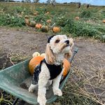 Nala Wright | Cockapoo - @nala_thecockapoo2022 - Instagram