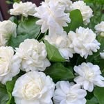nalini pathak - @nalini.pathak.50 - Instagram