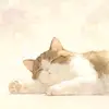 南さん - @nankochokorate - TikTok