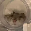 nachu - @na.nachu - TikTok