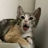 NANA CHU - @nana.chu0 - TikTok