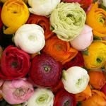 _Queen_rose_ - @nanacrosss - Instagram