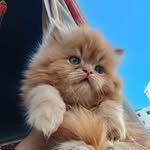 Nancy abdallah atwa - @nancyabdallahatwa - Instagram