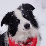 Nancy Abshire Pollard - @nanruspollard - Instagram
