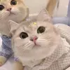 Nancy Acheson - @.nancy.acheson - TikTok