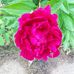 Nancy Ackermann - Facebook