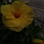 Nancy Ake - Facebook