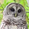 Nakorbel - @nancyalperskorbel - TikTok