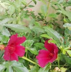 Nancy Alvaro - Facebook