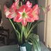 Nancy Amberg - Facebook