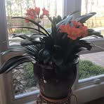 Nancy Amberg - Facebook