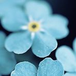 Nancy Ansari - Facebook