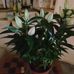 Nancy Ansell - Facebook