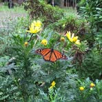Nancy Applebaum - Facebook