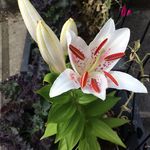 Nancy - @nancyzgarden - Instagram
