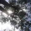 Nancy Arguello - @nancyarguello0 - TikTok