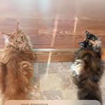 Nancy Aubin - @naubin200 - Instagram