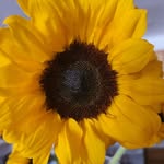 Nancy Babka Morneau - @nancymorneau352 - Instagram