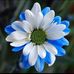 Nancy Cropley Backstrom - Facebook