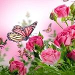 Nancy Bader - @nancybader8 - Instagram
