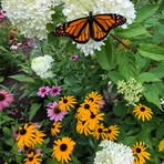 Nancy Banfield - Facebook