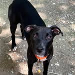 Nancy Barfield - @nhmy2dogz - Instagram