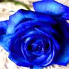 nancybarnachea123 - @nancy_m71 - TikTok