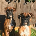Nancy & Barney - @nancy_barney_boxerdogs - Instagram