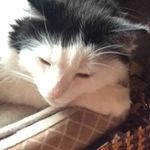 Nancy Stetson Barrows - @nancy.barrows.355 - Instagram