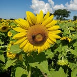 Nancy Bartz Larsen - @nanlarsen29 - Instagram