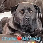 Nancy Bay - @nancys_pet_care_service - Instagram