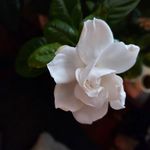 Nancy Beauprez - @beaupreznancy67 - Instagram