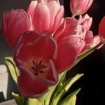 Bechard Nancy - @bechard.nancy.9 - Instagram