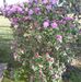 Nancy Bechard - Facebook