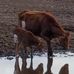 Nancy Beebe - Facebook