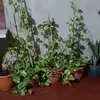 Nancy Berardo - @nancy.berardo - TikTok